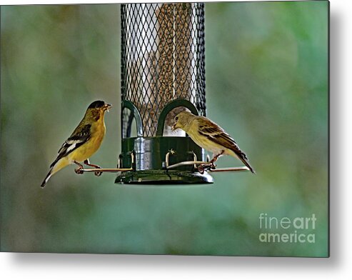 Lesser Goldfinch Metal Print featuring the photograph Two Lesser Goldfinch at Feeder by Amazing Action Photo Video