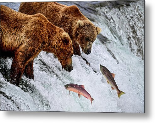 Ursus Arctos Gyas Metal Print featuring the photograph Two Salmons for Two Bears - Brooks Falls, Katmai National Park by Amazing Action Photo Video