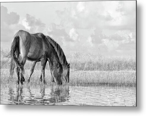 Wild Horses Of The Outer Banks Metal Print featuring the photograph Two Wild Horses of the Outer Banks by Bob Decker