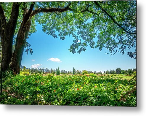 Africa Metal Print featuring the photograph Under the Tree by Maria Coulson