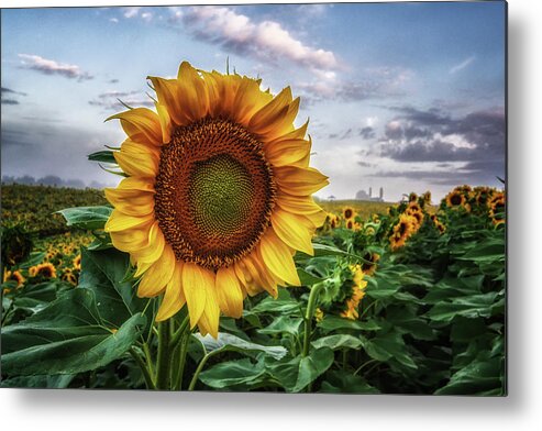Sunflower Metal Print featuring the photograph Unes by Tricia Louque