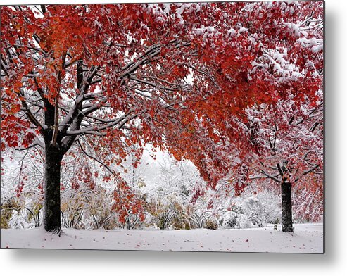 Autumn Metal Print featuring the photograph Unexpected Snow in October by Lyuba Filatova