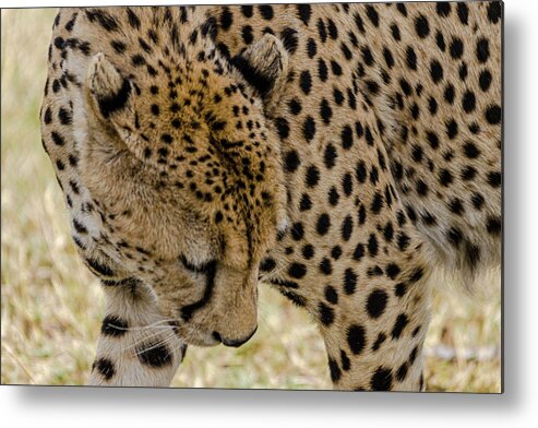 Cat Metal Print featuring the photograph Up Close Cheetah by Adrian O Brien