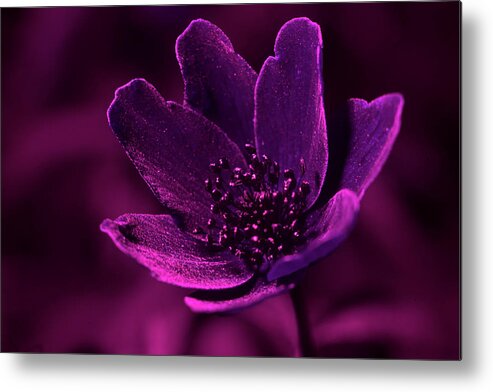 White Metal Print featuring the photograph Upclose with a white anemone under UV light by Maria Dimitrova
