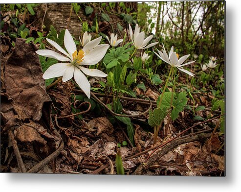 Bloodroot Metal Print featuring the photograph Uphill in the Woods by Cynthia Clark