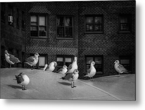 East River Metal Print featuring the photograph Urban Seagulls by Cate Franklyn