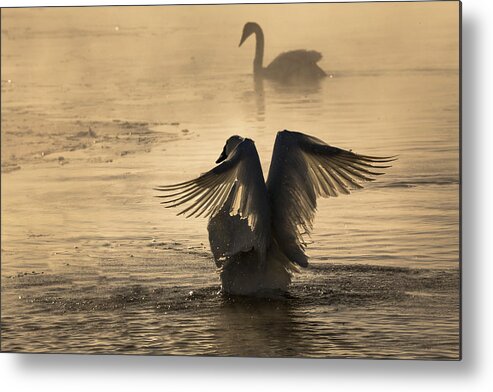 Trumpeter Metal Print featuring the photograph V is for Valentine by Penny Meyers