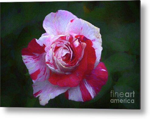Fire Metal Print featuring the photograph Vampire Rose by Diana Mary Sharpton