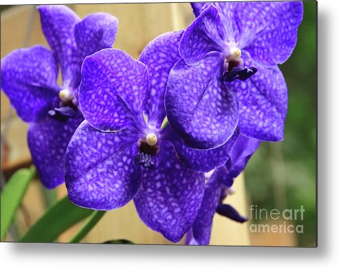 China Metal Print featuring the photograph Vanda Orchid II by Tanya Owens