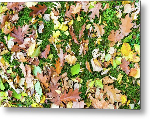 Autumn Metal Print featuring the photograph Various leaves fallen on grass in autumn fall by Viktor Wallon-Hars