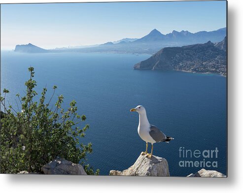Seagull Metal Print featuring the photograph View of the Mediterranean Sea and towards Benidorm by Adriana Mueller