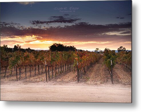 Landscape Metal Print featuring the photograph Vineyard Sunset by Devin Wilson