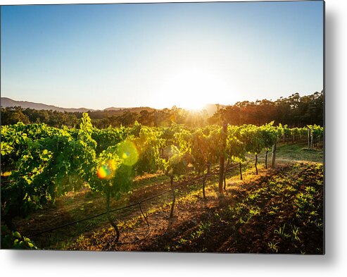 Environmental Conservation Metal Print featuring the photograph Vineyards and wine-making of quality wines by Drazen_
