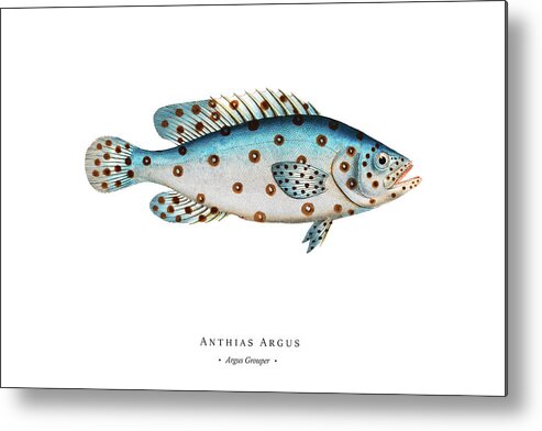 Illustration Metal Print featuring the digital art Vintage Fish Illustration - Argus Grouper by Studio Grafiikka