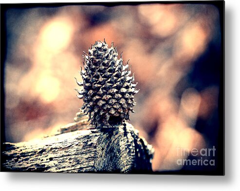 Pine Cone Metal Print featuring the photograph Vintage Pine Cone by Phil Perkins