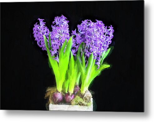 Hyacinths Metal Print featuring the photograph Violet Hyacinths X101 by Rich Franco