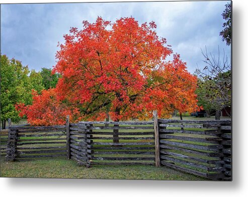 Chinese Pistachio Tree Metal Print featuring the photograph Vivid Colors of Fall in the Hill Country by Lynn Bauer