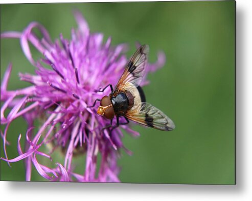 Volucella Pellucens Metal Print featuring the photograph Volucella pellucens sitting and standing on red clover trying find some sweet by Vaclav Sonnek