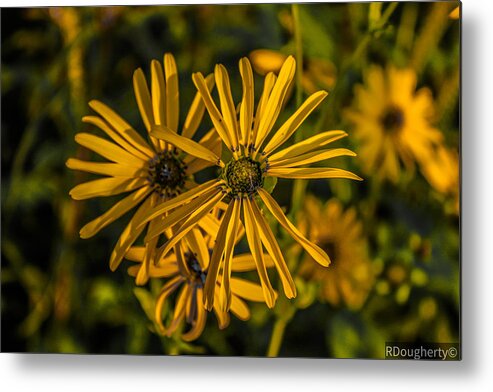 Yellow Flower Metal Print featuring the photograph Vying for Light by Ryan Dougherty