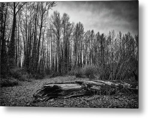 Trees Metal Print featuring the photograph Waiting for Spring by Steven Clark