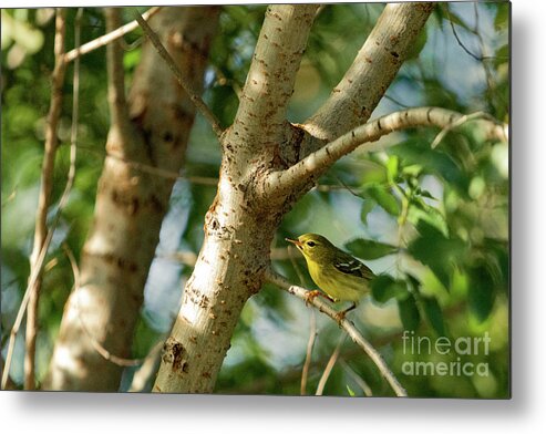 Warbler Metal Print featuring the photograph Warbler in the leaves. by Alyssa Tumale