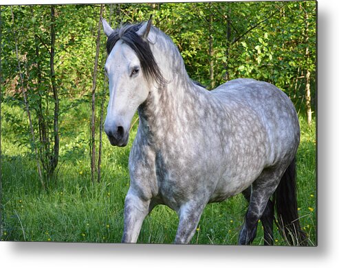 Fierce Metal Print featuring the photograph Warrior Woman by Listen To Your Horse
