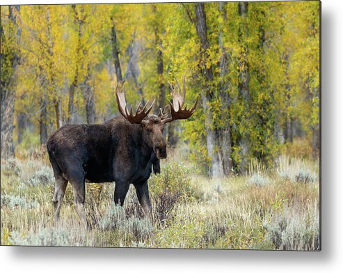 Moose Metal Print featuring the photograph Washakie in color by Ronnie And Frances Howard