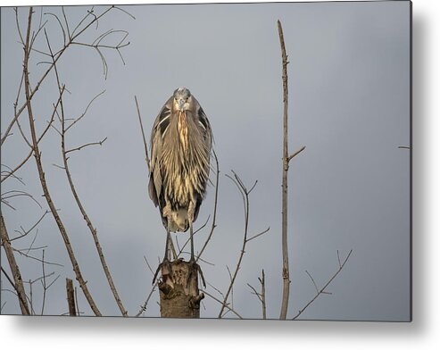 Gbh Metal Print featuring the photograph Watching by Jerry Cahill