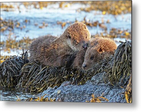 Otter Metal Print featuring the photograph Watching The Tide Come In by Pete Walkden