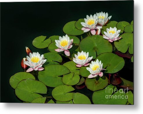 Water Lilies Metal Print featuring the photograph Water Lilies, 1 by Glenn Franco Simmons