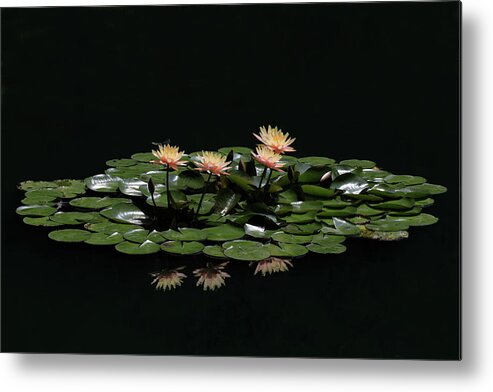 Water Lily Metal Print featuring the photograph Water Lilies 8 by Richard Krebs
