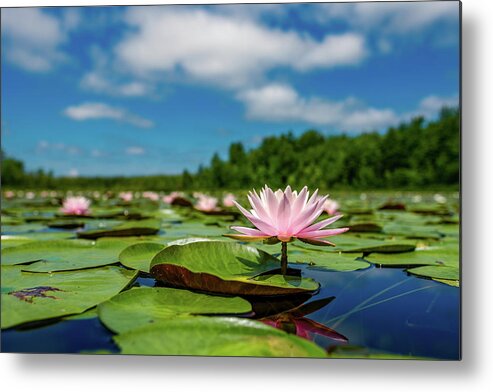 New Hampshire Metal Print featuring the photograph Water Lilies on the Bellamy 2 by Jeff Sinon