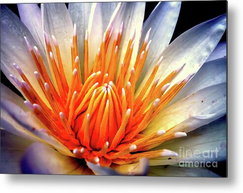 Water Metal Print featuring the photograph Water Lily Flower by Jolanta Anna Karolska