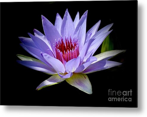 Art Metal Print featuring the photograph Water Lily In Lavender by Jeannie Rhode