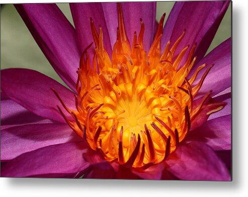 Water Lily Metal Print featuring the photograph Water Lily on Fire by Mingming Jiang