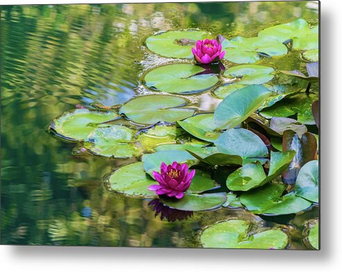 Waterlilies Metal Print featuring the photograph Waterlilies at Gibbs Gardens by Mary Ann Artz