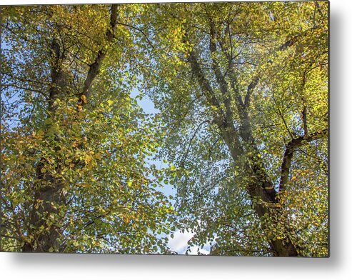 Waterlow Park Metal Print featuring the photograph Waterlow Park Trees Fall 1 by Edmund Peston