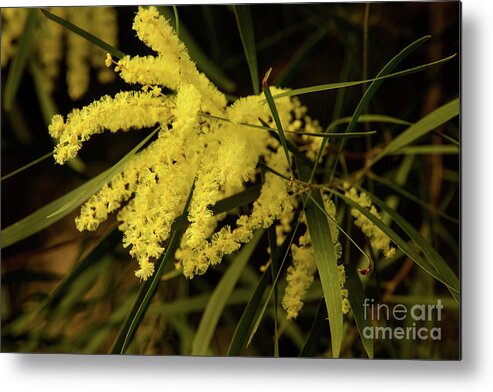 Flora;plant;flower;acacia;wattle;yellow;wildflower Metal Print featuring the photograph Wattle C02 by Werner Padarin