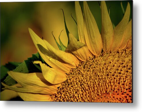 Plants Metal Print featuring the photograph Waving hello by Buddy Scott