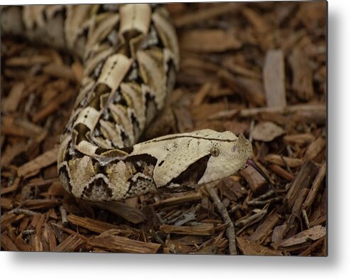 West Metal Print featuring the photograph West African Gaboon Viper by Carolyn Hutchins