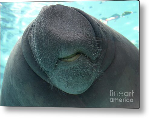 West Indian Manatee Metal Print featuring the photograph West Indian Manatee Smile by Meg Rousher