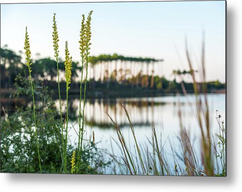 Sowal Metal Print featuring the photograph Western Lake Goldenrods by Kurt Lischka