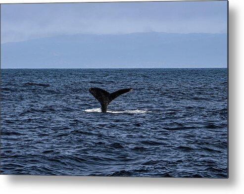 Whale Metal Print featuring the photograph Whale Tail Fluke - Monterrey Bay by Amazing Action Photo Video