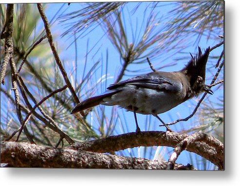 Bluejay Stellar's Bluejay Wild Bird Bird Nature Wildlife Wildlife Photography Nature Photography  Metal Print featuring the photograph What is That? by Laura Putman