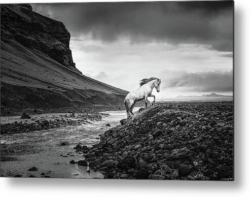 Icelandic Horse Metal Print featuring the photograph Where there is no path II - Horse Art by Lisa Saint