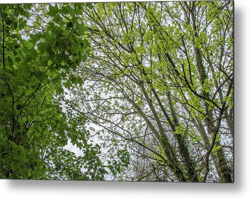 Whetstone Stray Metal Print featuring the photograph Whetstone Stray Trees Spring 1 by Edmund Peston