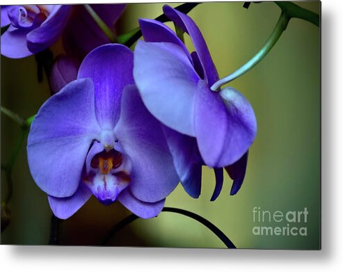 Orchids Metal Print featuring the photograph Whispers by Diana Mary Sharpton