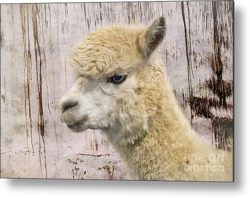 Alpaca Metal Print featuring the photograph White Alpaca At The Barn by Amy Dundon