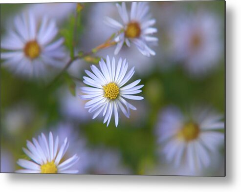 White Flowers Metal Print featuring the photograph White Aster Flower by Christina Rollo