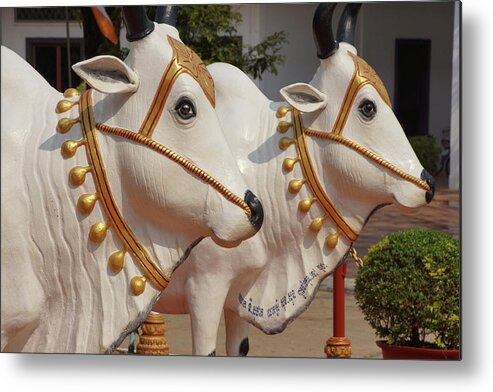 Cambodia Metal Print featuring the photograph white Brahma Bulls by Steve Estvanik